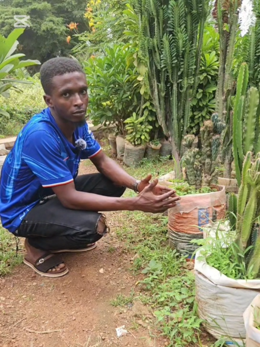 #Jardin_du_mali 🌵🌵🌵# TEL 223 73 46 60 50 🌳 🌳  À vendre Bamako 🇲🇱 🇲🇱@L’entrepreneur 🇲🇱 @groupeakdrmali 