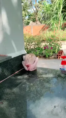 Mom cares cute baby monkey when fall suddenly #monkey #pets #bath #unitedkingdom 