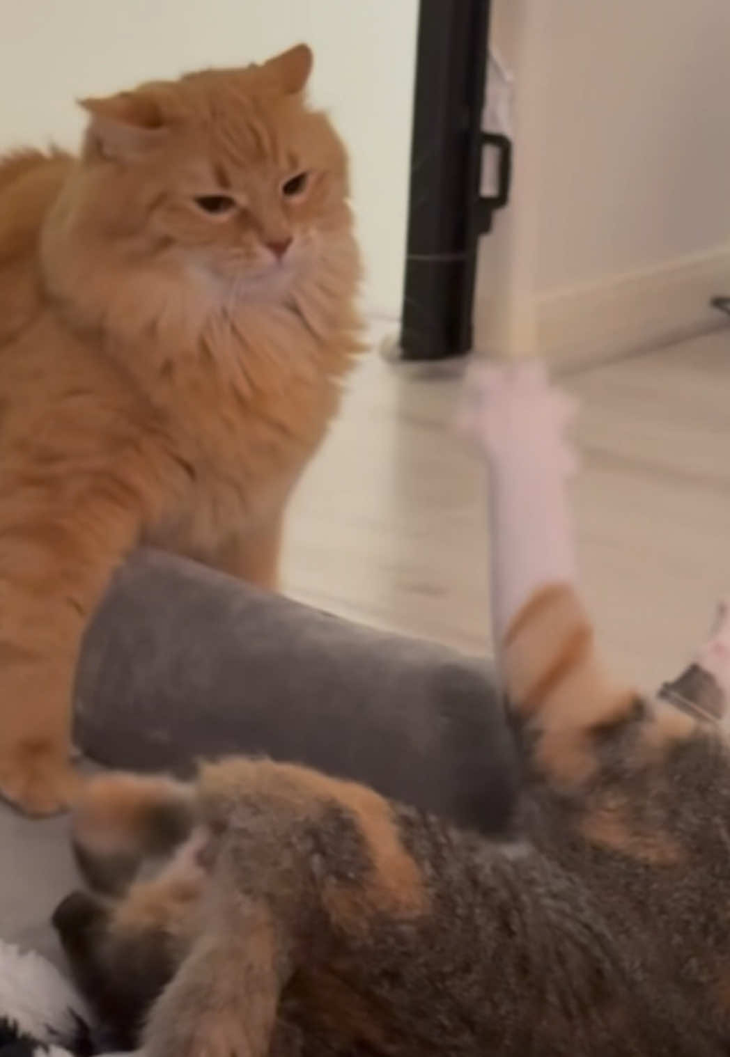 Moosey got a little sister… here’s how it’s going #cats #catsoftiktok #kitten #cute #funny 