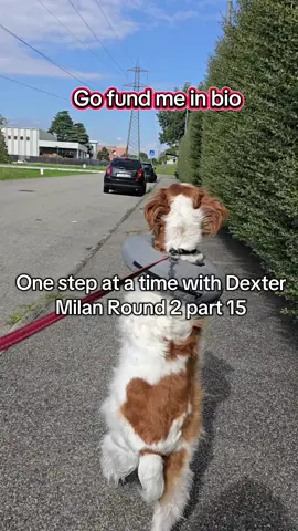 Dexter Elbow Round 2 part 15 of our day 2 in Milan and this elbow of Dexter's #series #crazydogmom #doglife #dogstory #dexterdogouray 
