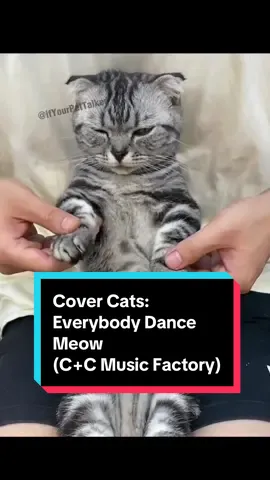 Everybody Dance Meow!💃🕺             Cover Cats: 🎥 Starring some of your favorite internet cats! Drop them a shoutout in the comments. Show me your cats reaction! #catvideo #singingcat #musicvideo #everybodydancenow #funnycatvideo