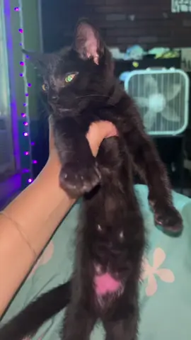 The pink is dye(HES FINE I WATCHED HIM ALL NIGHT WHEN I DID IT)