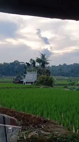 redy bolo jabon fresh#tebonjagung🌽  #pakansapiperah #silase #pakanternakmurah #sobangaritnusantara