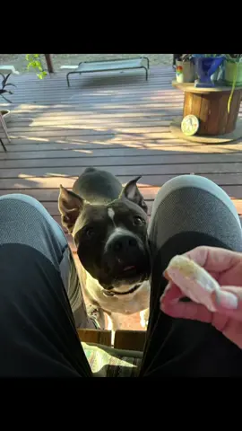 Apologies for the language… but the snack desperation is real 😤🐾” When your dog’s eyes say please but the soundtrack says try me. #SnackTimeDrama #DogBeggingChronicles #SorryNotSorry #RideOrDiePup