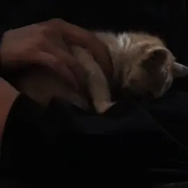 ‎نەمزانیبوو کە ئینسان هەنێک جارلەبەر ئەوەی هەستی هەیە بەرامبەر یەکێک ، بۆ ئەوەی کە خۆشی ویستووە دەبێت داوای لێبوردن بکات ،وابزانم ئیتر کاتیەتی وایە ؟ ئیتر واز لە چاوەڕوانیش دەهێنم و قبوڵی دەکەم کە ئیتر نەمتوانی تۆ بەدەست بهێنم و نەمتوانی تۆم هەبێت ، چاوەرێکردن خودی دۆزەخ بوو بەڵام لەبەر تۆ بەناوی دا ڕۆشتم .. ئەوە بزانە کە وازهێنانیشم لەبەر ئەوەیە کە خۆشم ویستی ، خۆشم ویستی بۆیە دەهێڵم ئەو کەسەت خۆشبوێت کە خۆت دەتەوێ .. خۆشم ویستی بێ ئەوەی بتناسم و بزانی چۆنی ، زیاتر خۆشم ویستی دوای ئەوەی کە زانیم کێی و چۆنی ، ئامادەبووم ئەو برینەت سارێژ بکەم کە من هۆکارەکەی نەبووم ، ئامادەبووم هەر چەندێک بتەوێ چاوەرێت بکەم ، هەموو شتێکم کرد بۆت ، هەموو هەوڵێکی خۆم بۆت خستە گەر ، وام زانی ئەگەر زیاتر خۆشم بوێی دەتوانم وات لێبکەم کە منت خۆشبوێ ، بەڵام ئەزیزم هەندێک جار هەرچەند هەوڵیشی بۆ بدەی نابێت ، ناتوانی وا لە کەسێک بکەی کە خۆشتی بوێت ،قەناعەتم بە هەمووان هێنا کە لەبیرم کردووی ئێستاش بەس خۆم ماوم .. وازم هێنا چونکە تۆ هەوڵت نەدا ، تەنها من بووم .. هەرچی غرورم هەبوو بەرامبەرت هەموویم پشت گوێ خست تەنها لەبەر ئەوەی کە خۆشم ویستی. هەوڵ نەما نەیدەم بۆ تۆزێک خۆشویستنت .. وشە نەما بەرامبەرت بەکاری نەهێنم. لۆمە نەما هیخۆمی نەکەم وتم لەوانەیە خەتا لەمن بێ ، لەوانەیە جوان نەبم ، لەوانەیە ئەوە نەبم شایەنی خۆشویستنی ئەو بم ، بەڵام تێگەشتم کە هۆکارەکەی تەنها ئەوە بوو کە نەتویست ، نەتویست و نەمتوانی سواڵی خۆشویستنت بکەم بۆیە وازم هێنا. ئامەنەتی خوا بیت و هیوام باشی و سەرکەوتنتە. من هەموو هەوڵی خۆمم دا هیوادارم نەبوونیم ئەو ئارامیەت پێ ببەخشێ کە خۆشویستنەکەم نەیتوانی ،هیوادارم ئەوەی لە ژیانت بێت بتوانی ئەو خۆشویستنەت پێ ببەخشێ کە خۆشویستنەکەی من بەس نەبوو بۆت. خوا ئاگادارت بێت و لە دڵ و دەروونی منیش دوورت خاتەوە. #foryoupage #actives? #foryou #fy #explore @TikTok 