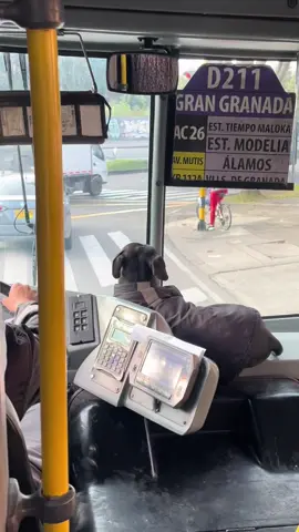 Tendrá pase? #fyppppppppppppppppppppppp #fy #perritos #transmilenio 