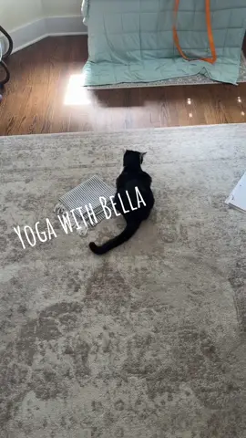 Yoga with Bella the black and white cat #catsoftiktok #yoga #stretch #tuxedocat #boop 