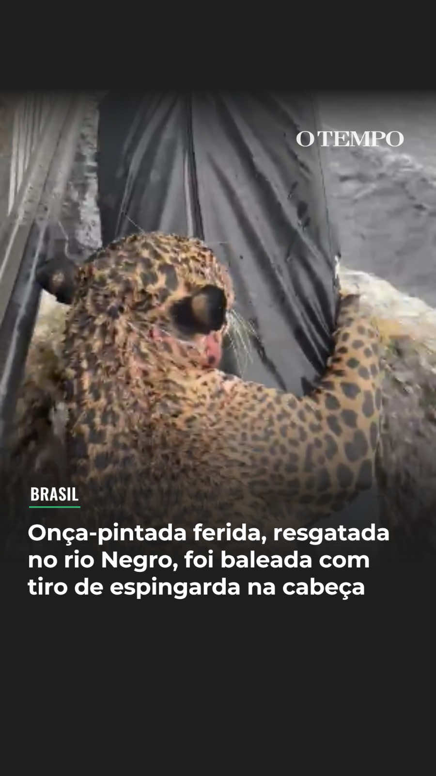CRIME AMBIENTAL - A onça-pintada que foi resgatada na quarta-feira (1º) enquanto nadava com dificuldades no Rio Negro, em Manaus (AM), foi vítima de um ato de crueldade. Exames veterinários confirmaram que o animal foi baleado na cabeça com um tiro de espingarda. De acordo com a equipe que presta assistência ao felino, foram identificados mais de 30 estilhaços de chumbo no crânio e no pescoço da onça, que também perdeu alguns dentes com o impacto. O animal foi visto por passageiros de uma embarcação, aparentando estar desnorteado e sem forças. A onça passou por uma cirurgia nesta quinta-feira (2) e segue internada. O estado de saúde é considerado estável, mas o animal está bastante estressado. O destino do felino ainda não foi definido, mas os órgãos ambientais priorizam sua recuperação para uma possível reintrodução à natureza. 📷 e 📹 Reprodução #otempo #crimeambiental #onçapintada #resgateanimal #manaus     