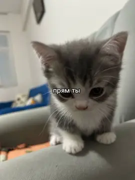 #любимый #котик #fypシ゚ #recommendations #loveyou  @__yarikk_  тыы 😋❤️🐈