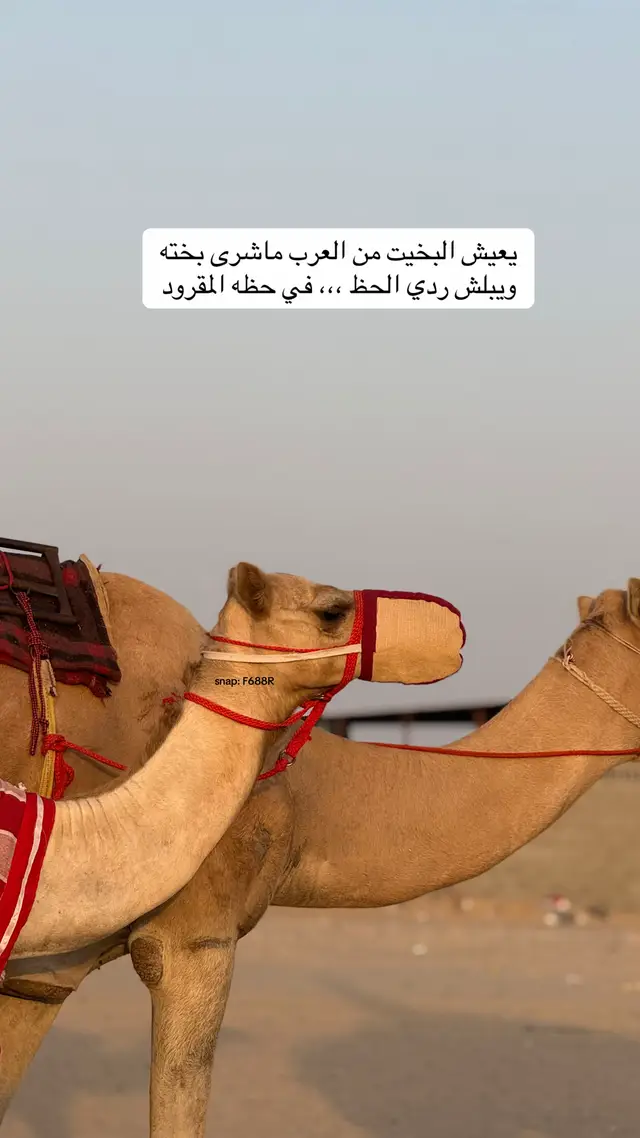 #اكسبلورexplore #صوره_وقصيده #يومياتي 