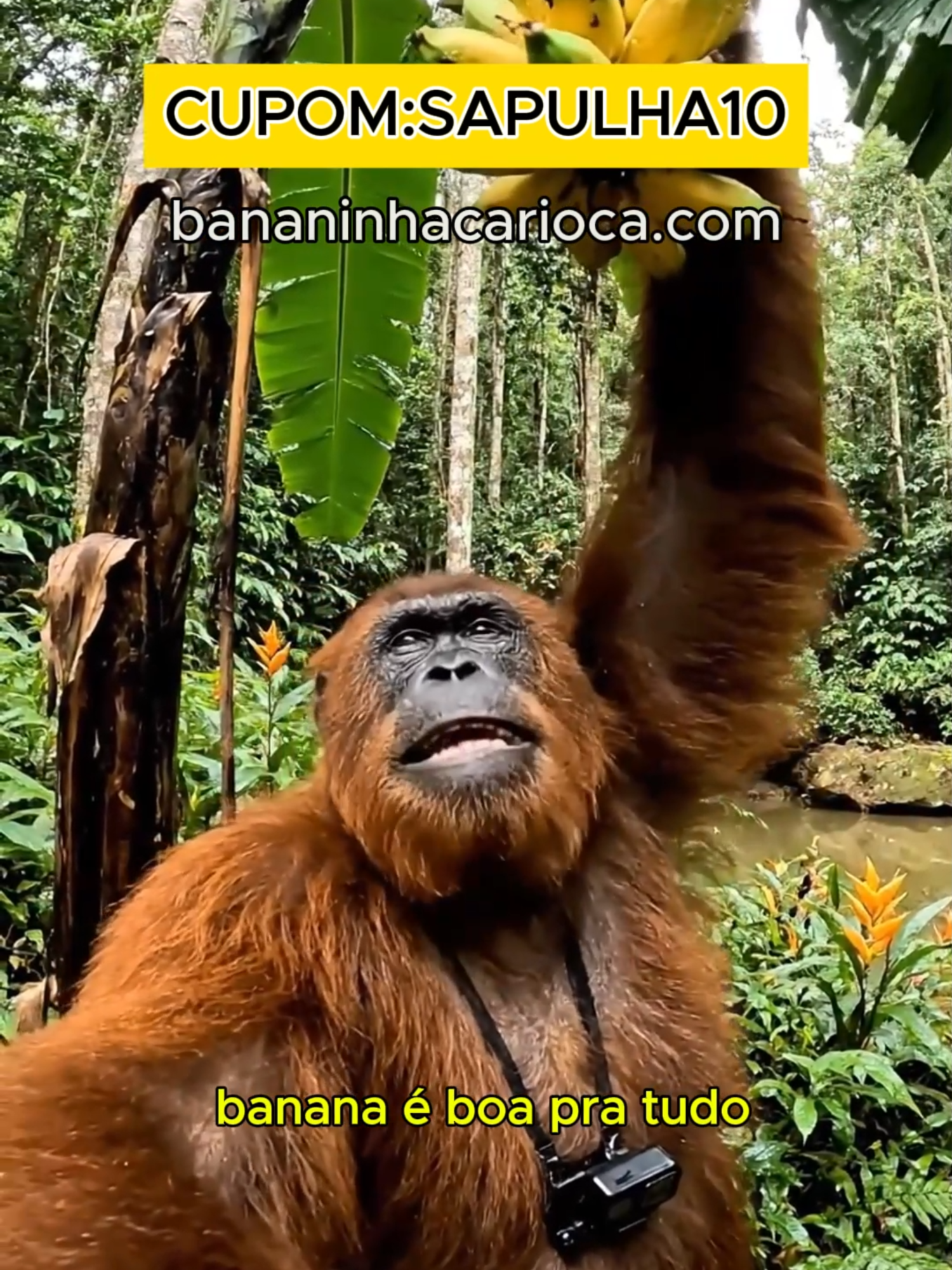 Banana tem de monte na selva… mas LICOR FINO DE BANANA só a @bananinhacarioca tem, fi! 🍌 👉 Usa o cupom SAPULHA10 no site bananinhacarioca.com e garante o seu com desconto. Porque ó… a vida é agora, o shot também! 😎#sapulha #drink #selva