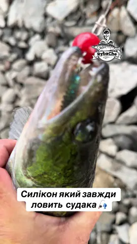 Ловимо рибу. Рибалка в Чернігові. Спінінг. Трофей. Батя і син. Щука. Судак. Десна. Річка. Окунь.  #RubaChe #РибаЧе #рибаЧе #рибалка_Чернігів рибалка_Че  #street_fishing    @Flagman Fishing @Рибальські товари AngryBaits @Crazy Fish 