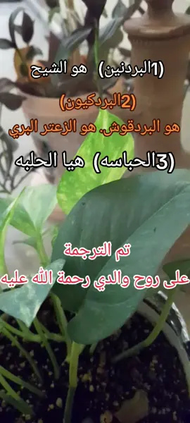 #العراق #مشروب#الاعشاب #الطبيعية 