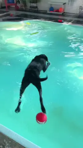 I truly believe the dogs that come to Bubble Puppy are living  there best life when they are here. #live #dog #dogsoftiktok #livingmybestlife #happy 