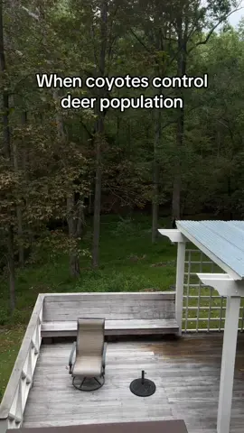 Scariest video I’ve ever filmed. #coyotes #cat 