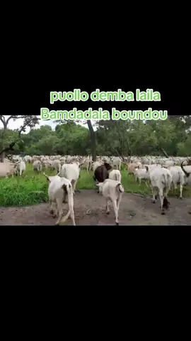 # puollo 