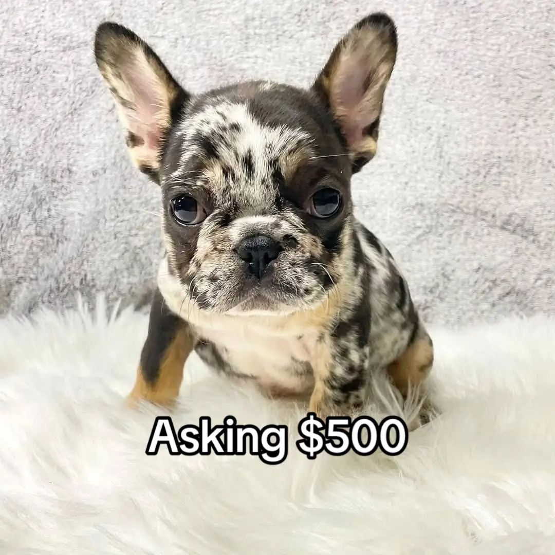 #frenchie #frenchiesofinstagram #dogsofinstagram #frenchies #dog     