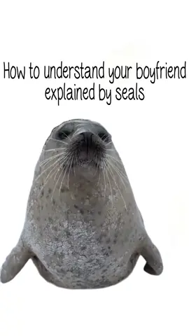 How to understand your boyfriend explained by seals #seal 