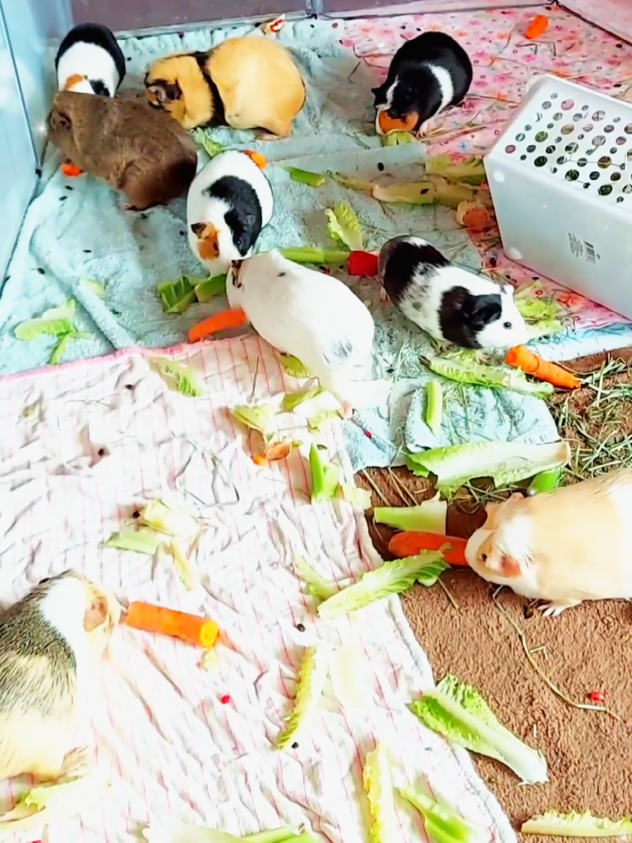 Piglins trying to eat 😂💖  #Funny #guineapigs #cute #cavies #PetsOfTikTok 