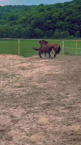 #horseriding #horse #equestrian #horses #horsesofinstagram                         