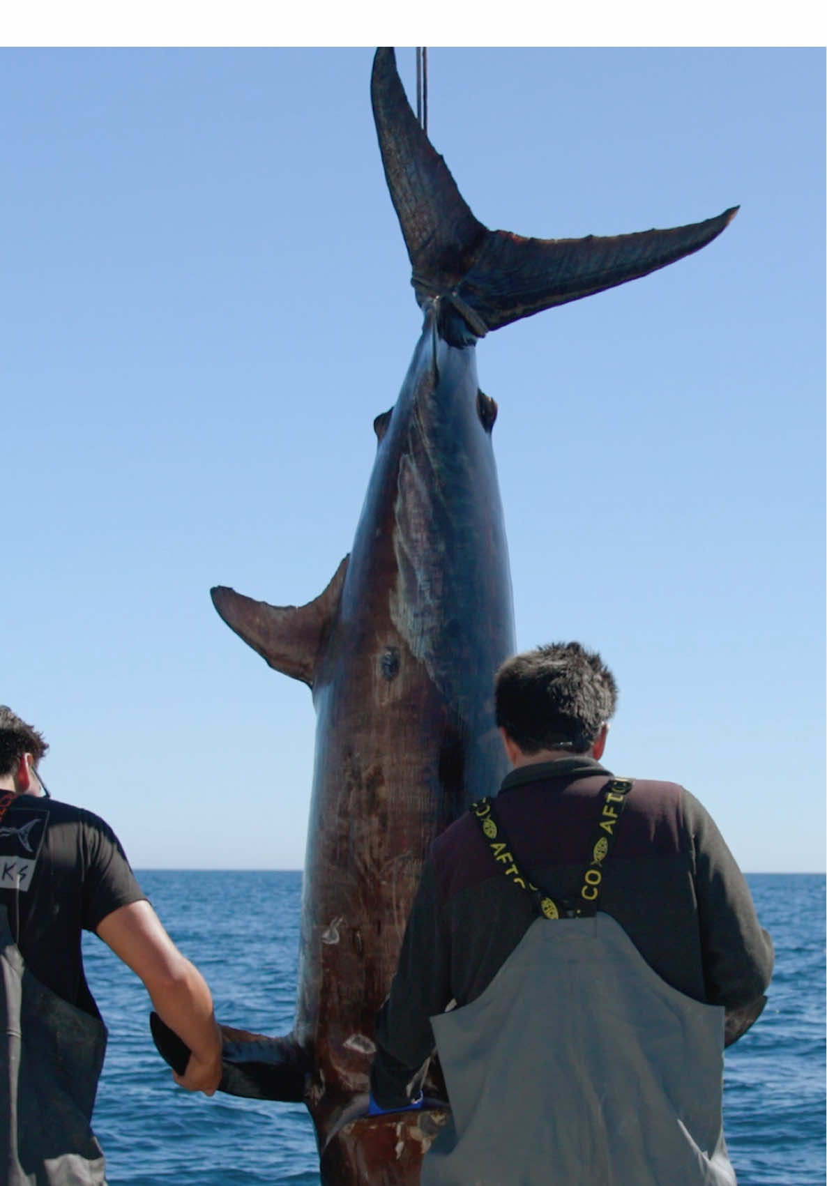 Massive Swordfish caught using a Plane 😧 #fishing #plane #longervideos #ocean #fish 