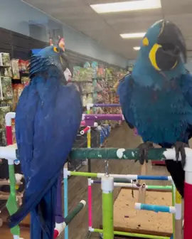 Loro jacinto tomando un baño #loros #pajaros #cotorros #parati #parrots 