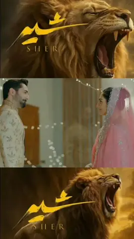 sher Aur FAJAR ki Shaadi  sher last episode 39 , happy ending #dramatiktok #sher #drama #shamsher4 #attitude 