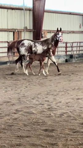 First official outing for momma and baby. (We won’t count his stroll he took right after birth) 😂 #horse #horsetok #barnlifeisthebestlife #quarterhorse #foal