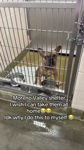Please take them home ❤️‍🩹😭