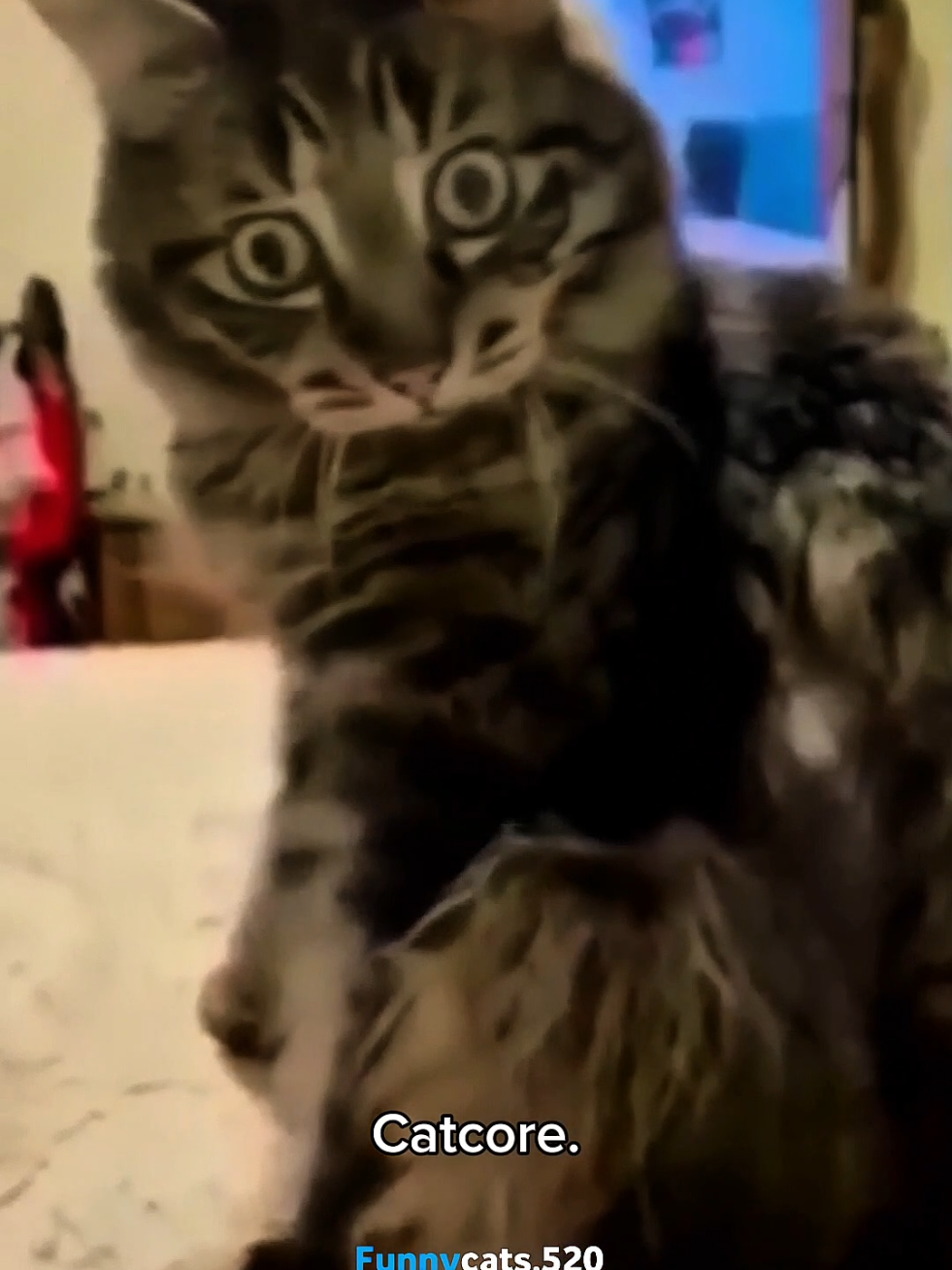 A Cat that can help 2.0 🤣🤣 #catsoftiktok #cats #funnycat #fyp #cutecat 