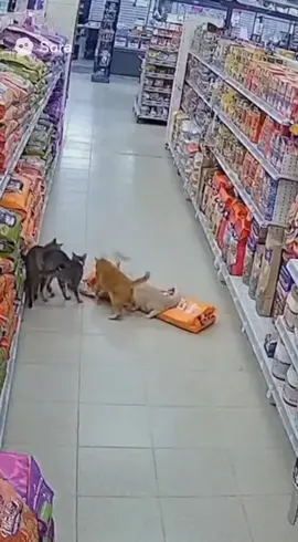 Des chats voleurs ?! #chat #cat #drole #alaide 