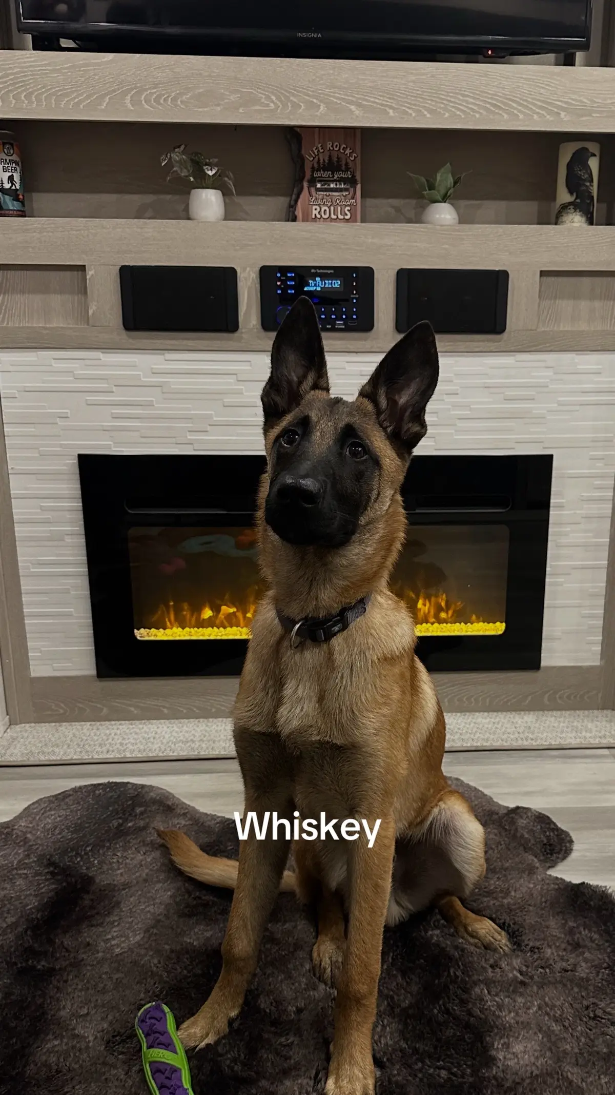 #malinois 