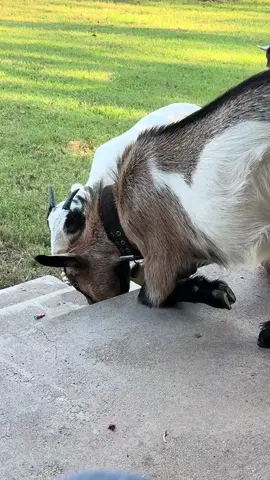 It cracks me up when they kneel down to eat? #RosiesSnuggleBunnies #pettherapy #goatsoftiktok #TherapyGoatInTraining 