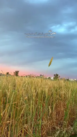 #شعراء_وذواقين_الشعر_الشعبي🎸 #علي_رشم #fyp #viralvideo 