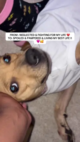 living my best life !! I love you -MARCIE MAE ANN 🩷🐾  Mom says to let you all know my Amazon wishlist and to donate towards my care is in her bio 🩷 #viral #fyp #dogsoftiktok #rescuedog #dogs 