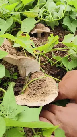 mushroom kabuti harvest