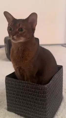 #абисинскаякошка #abissinian #abycat #кошкаприкол #мем 