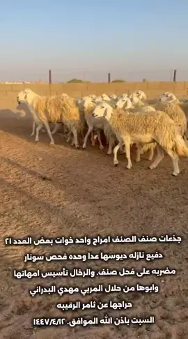#اكسبلور 