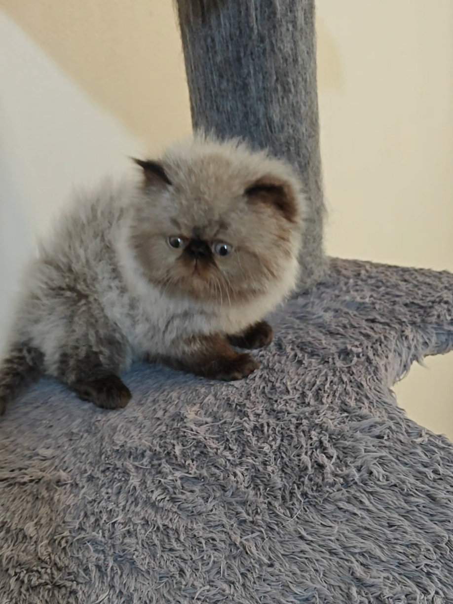 بسم الله ماشاء الله ❤️ 😍 ❤️ 🥰 #catsoftiktok #explore #🇩🇿 #الشعب_الصيني_ماله_حل😂😂 #cats 