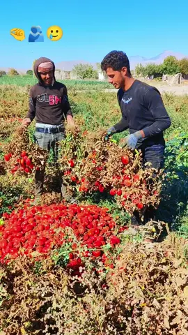 #زنكه 