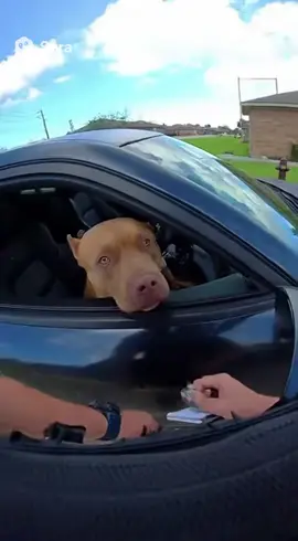 Dog runs from cops! Unbelievable #cops #bodycam #chase 
