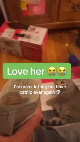 Her first time having catnip too 💀 #cat #meowmeow #catnip #kitty 