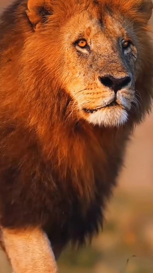 Lion King  #wildanimals #wildlife #lions #lionking #foryou #foryourpage 