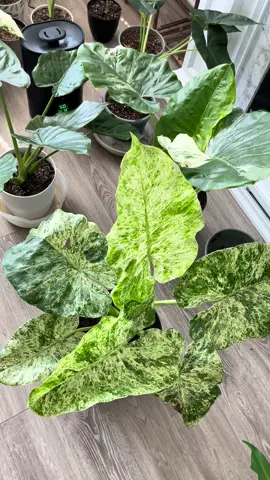 Can’t wait to move them all into the plant room😊🪴#plantnursery #plantsoftiktok #plantparent #plantcare 