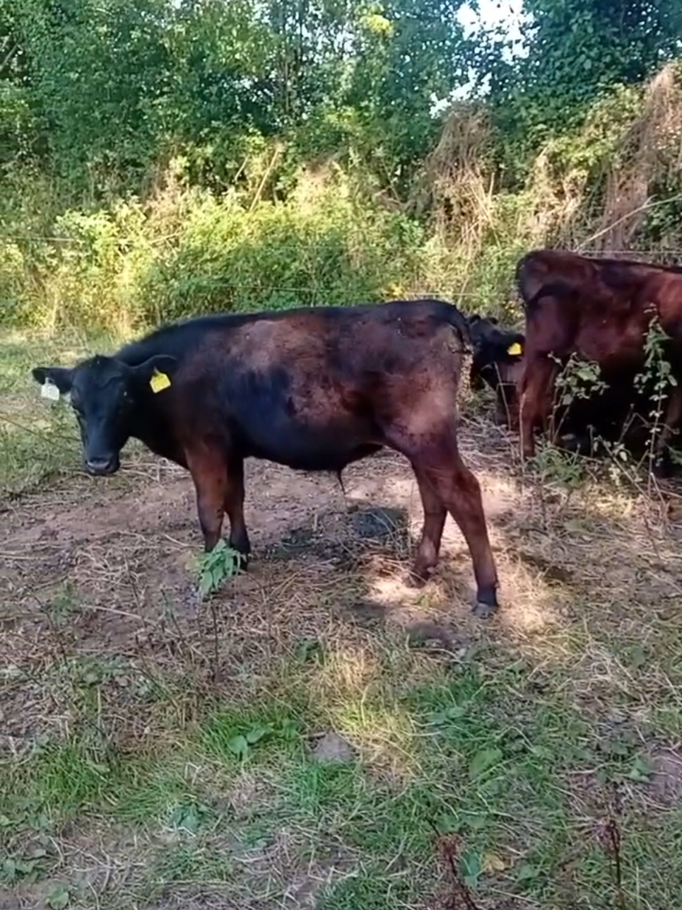 #fyp #grass #cow #cattle 