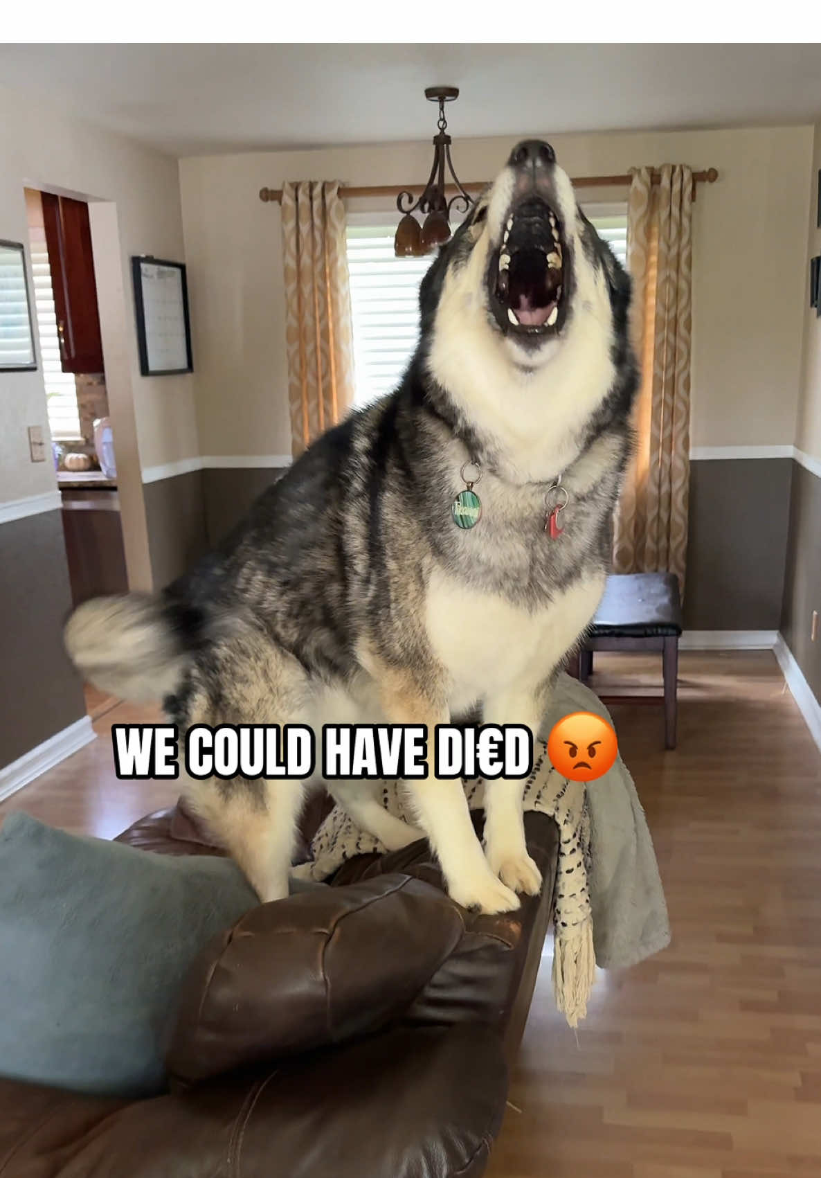 I’m NEVER Allowed To Leave The House Again 💀 #huskylife #dogsoftiktok #funnydog #throwback #drama 