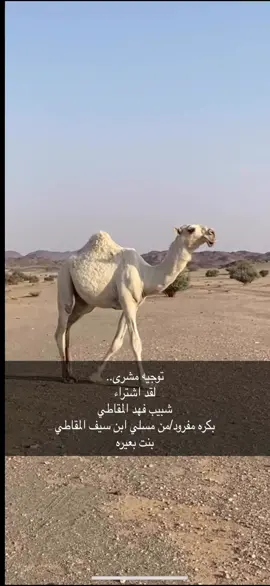 #السعودية #الابل #مزاين_الصياهد #اكسبلورexplore #عتيبه  الهيلا
