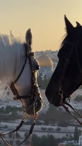 انتي في قلبي وتيني #a_g_d98 #انتي_في_قلبي_وتيني💙🧿 #horse #خيل_وخياله🐎 