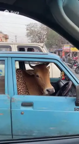 Is this allowed? #cow 