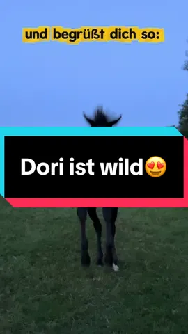 So verliebt in dieses kleine Wesen🥹♥️ #fohlen2025 #dori #liebdieso 